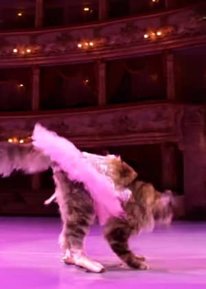 Chat ballerine