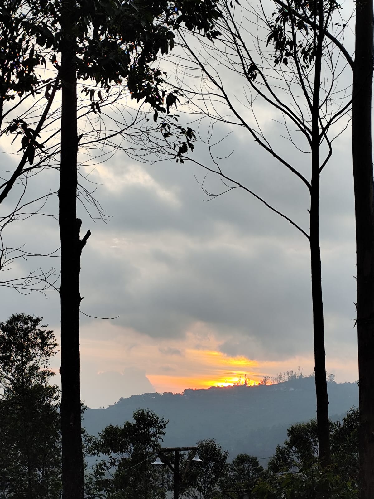 Green tea estates hills Munnar Kerala scenic view
