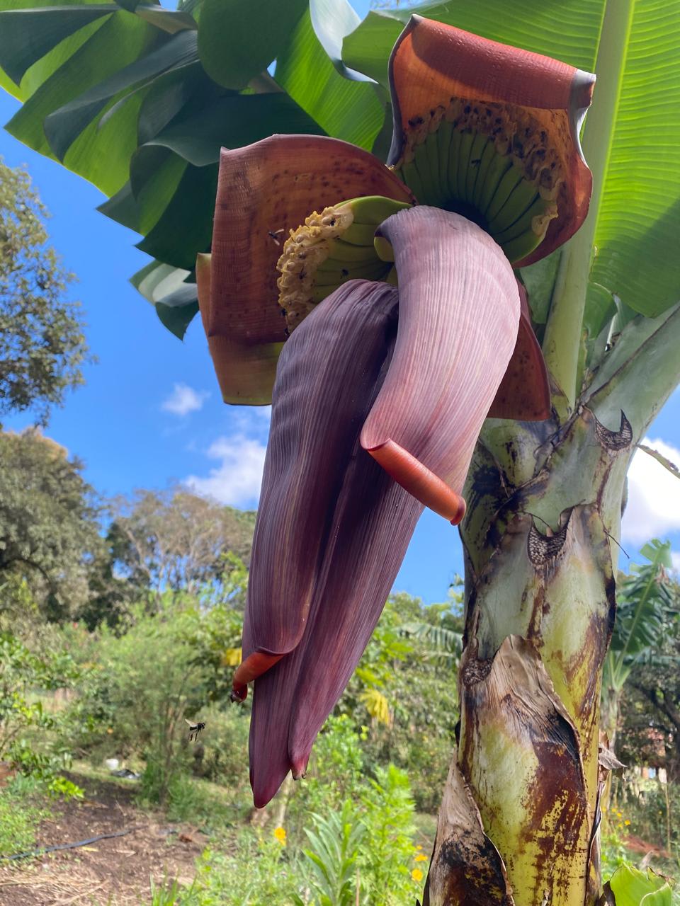 Banana-da-terra: simplicidade que atravessa culturas