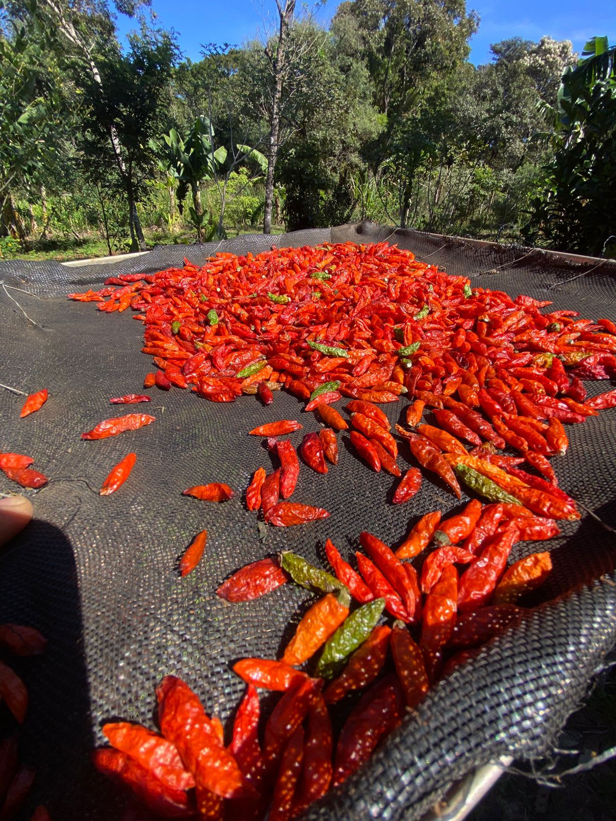 Pimenta: muito além da ardência