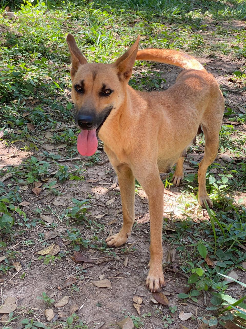 Cachorro acolhido pela Vila Animal