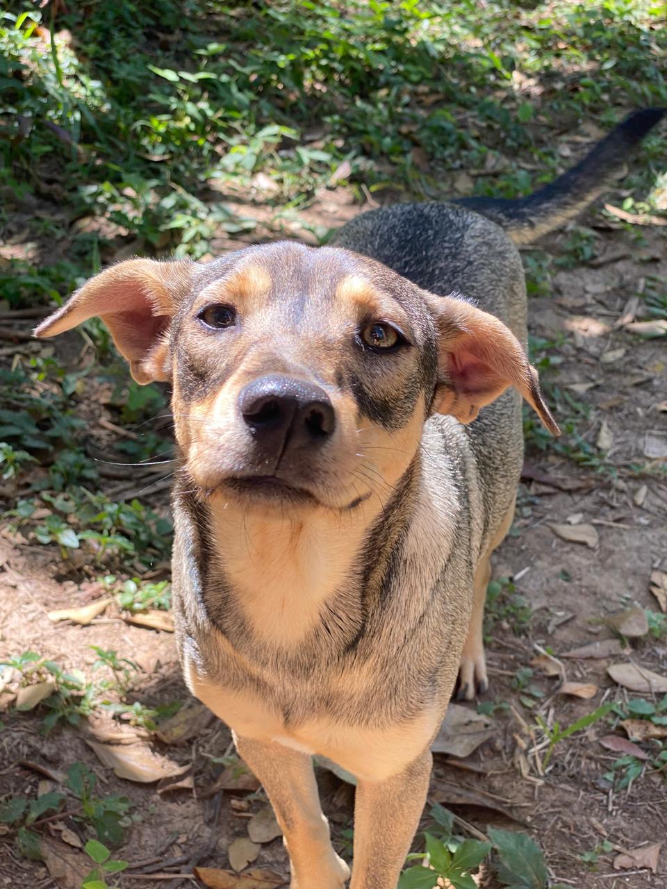 Animais acolhidos pela Vila Animal