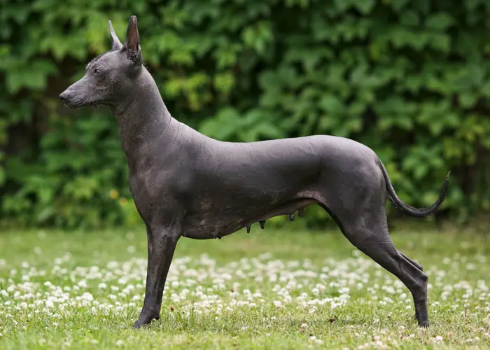 Peruvian Inca Orchid Breed Elegant and Rare Canine Companions