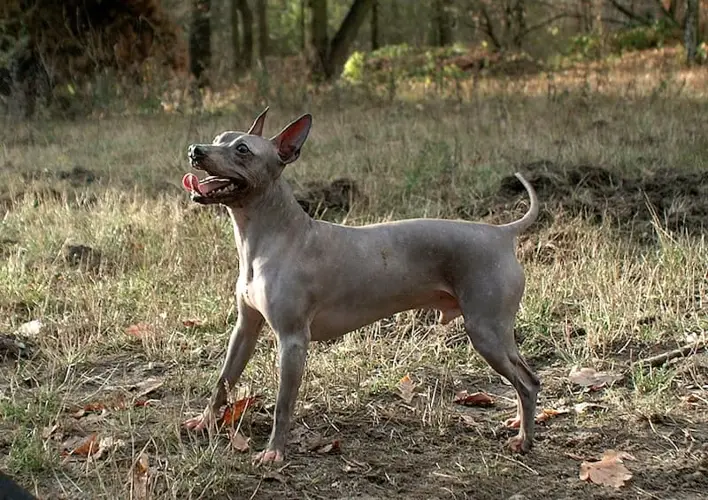 Peruvian Inca Orchid Breed Elegant and Rare Canine Companions