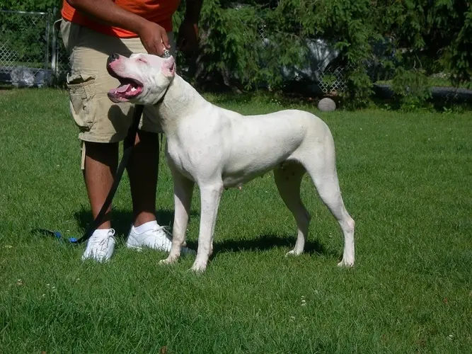 Argentine Dogo Breed A Noble and Versatile Companion