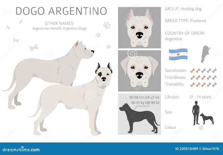 Argentine Dogo Breed A Noble and Versatile Companion