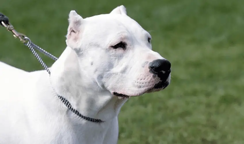 Argentine Dogo Breed A Noble and Versatile Companion