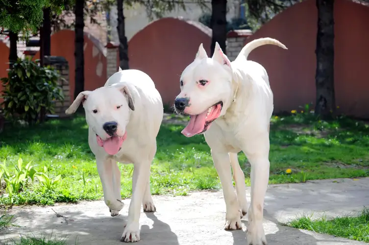 Argentine Dogo Breed A Noble and Versatile Companion