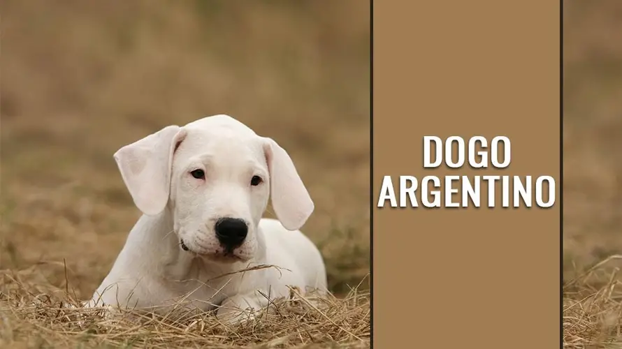 Argentine Dogo Breed A Noble and Versatile Companion