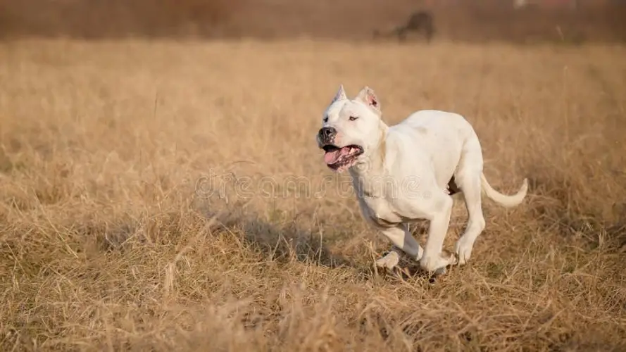 Argentine Dogo Puppy Training Unlocking the Potential of Your Furry Companion