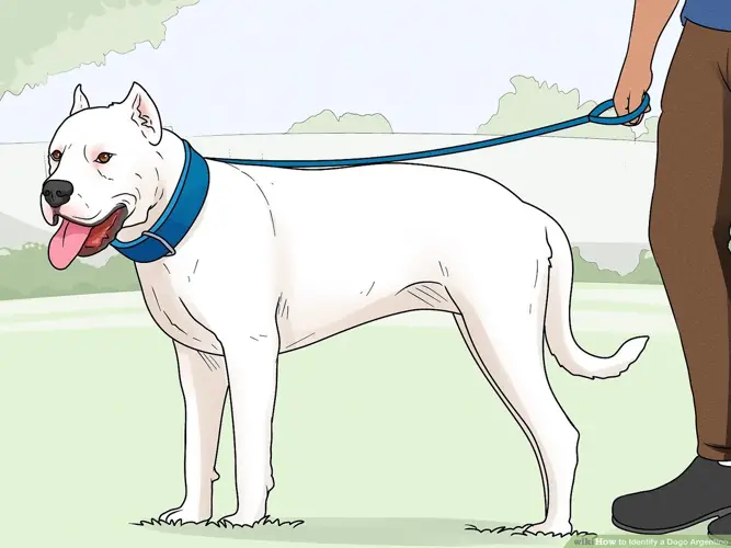 Argentine Dogo Puppy Training Unlocking the Potential of Your Furry Companion