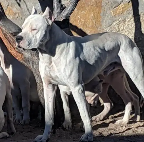 Argentine Dogo Puppy Training Unlocking the Potential of Your Furry Companion