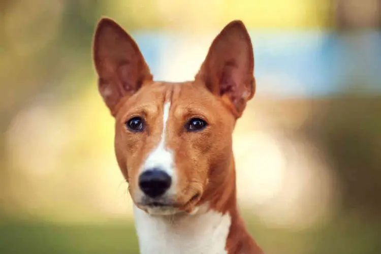 Basenji Lifespan Unlocking the Secrets to This Unique Breed's Longevity