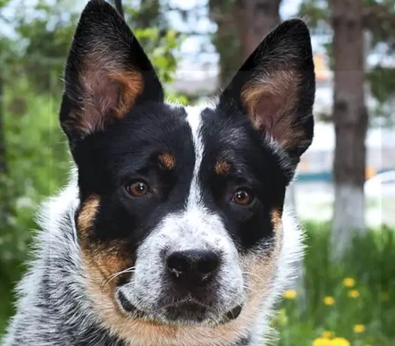 Rat Terrier Health Issues Understanding and Addressing Common Concerns Rat Terrier Health Issues Understanding and Addressing Common Concerns
