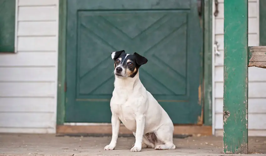 Rat Terrier Health Issues Understanding and Addressing Common Concerns Rat Terrier Health Issues Understanding and Addressing Common Concerns