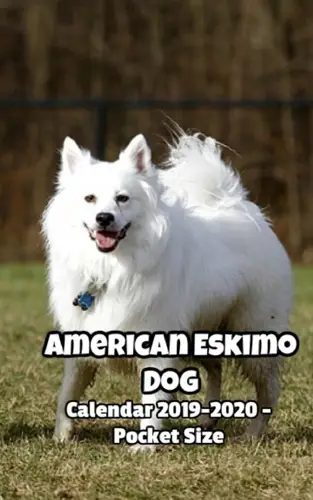 American Eskimo Dog Size Understanding the Variations