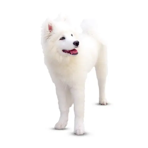 American Eskimo Dog Size Understanding the Variations