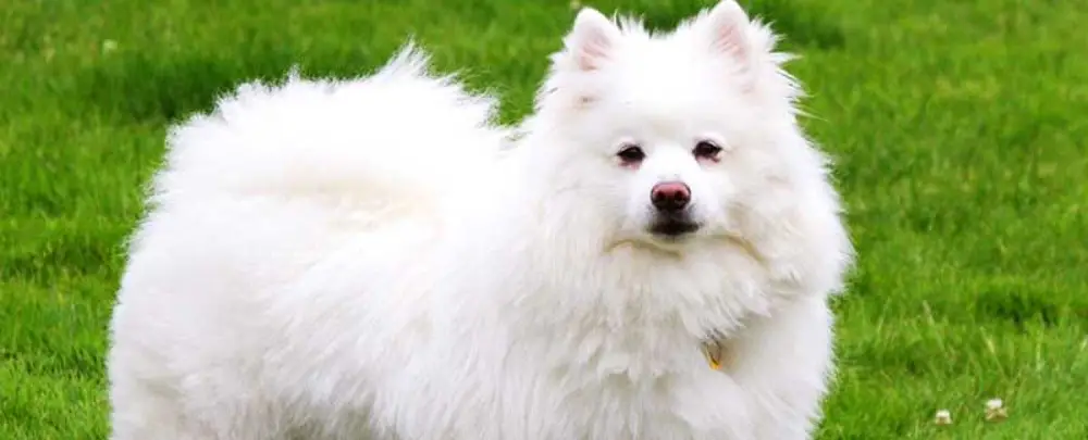 American Eskimo Dog Size Understanding the Variations