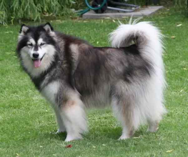 Alaskan Malamute Obedience Training A Comprehensive Guide