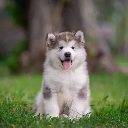 Alaskan Malamute Obedience Training A Comprehensive Guide