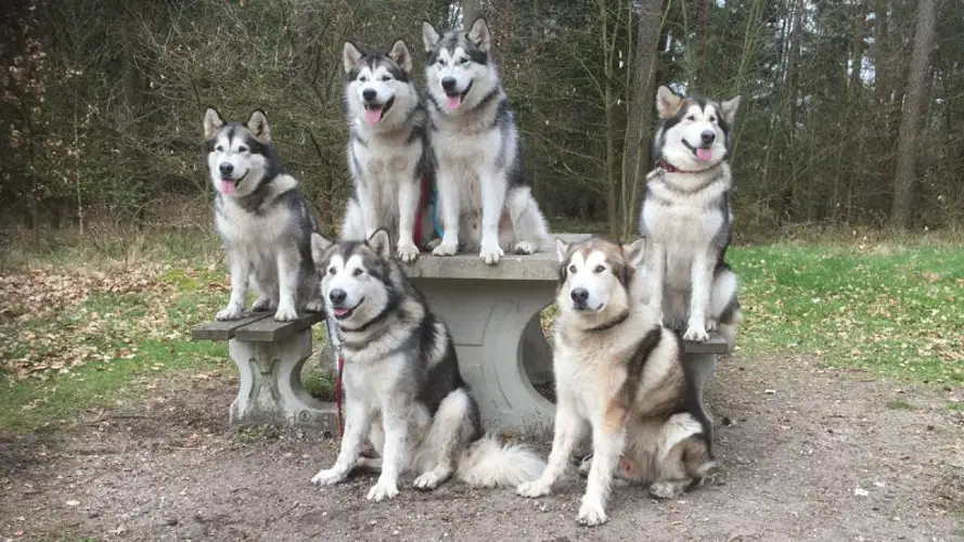 Alaskan Malamute Obedience Training A Comprehensive Guide