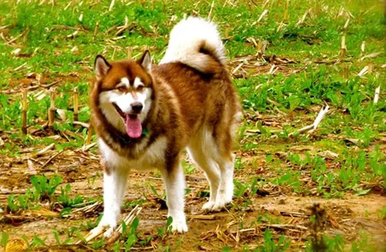 Alaskan Malamute Exercise Requirements Keeping Your Furry Companion Fit and Happy