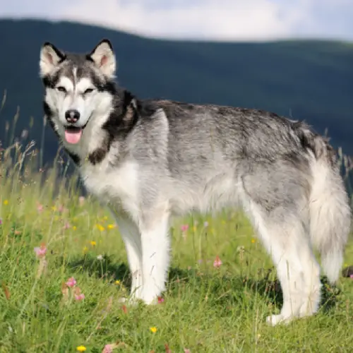 Alaskan Malamute Exercise Requirements Keeping Your Furry Companion Fit and Happy