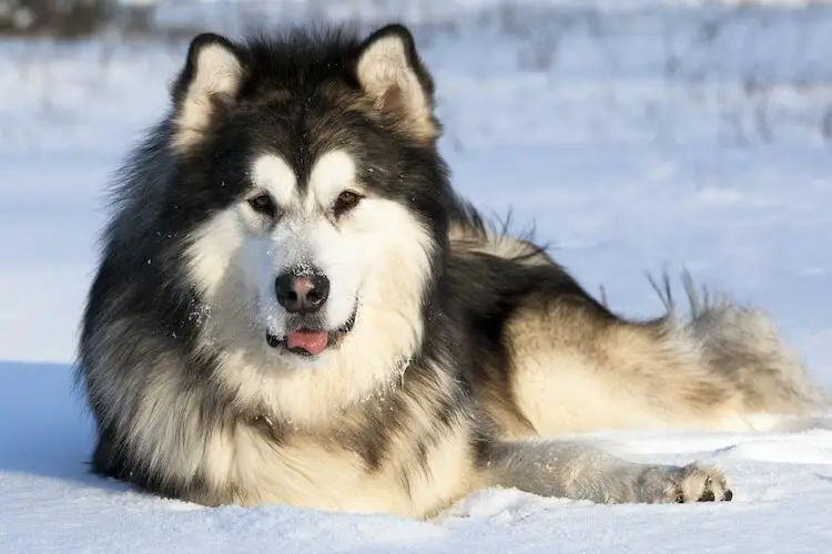 Alaskan Malamute Exercise Requirements Keeping Your Furry Companion Fit and Happy
