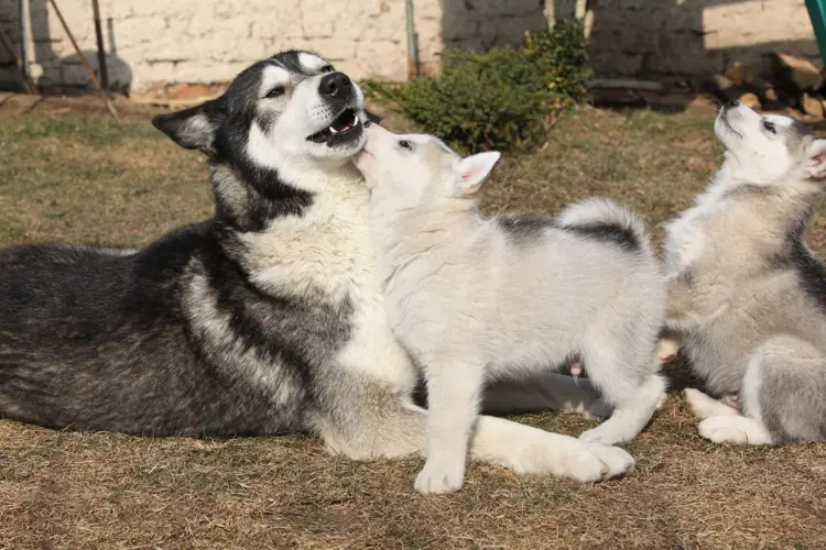 Alaskan Malamute Exercise Requirements Keeping Your Furry Companion Fit and Happy