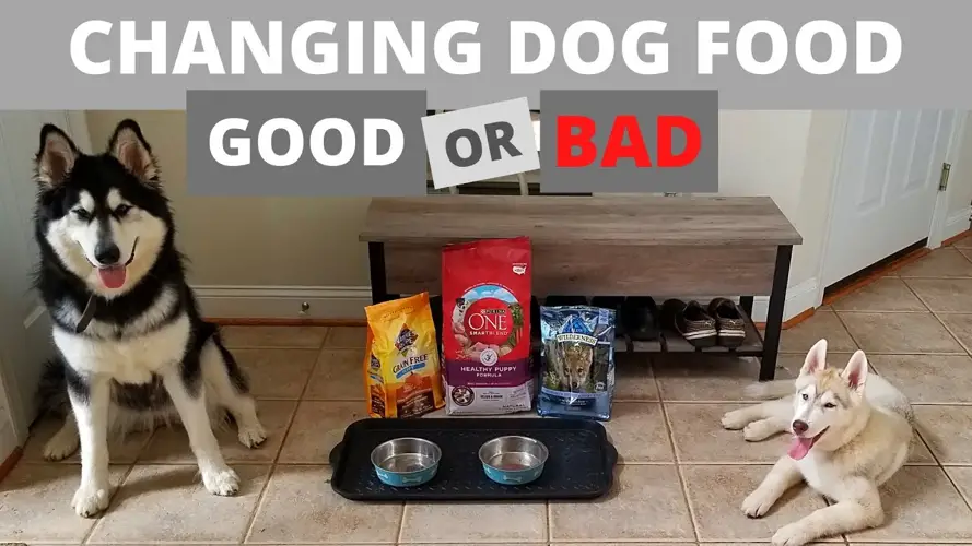 Best Food for Alaskan Malamute