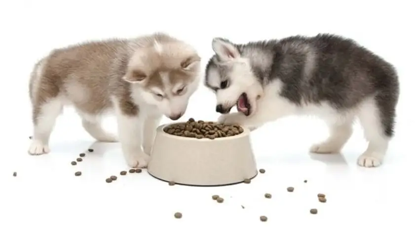 Best Food for Alaskan Malamute