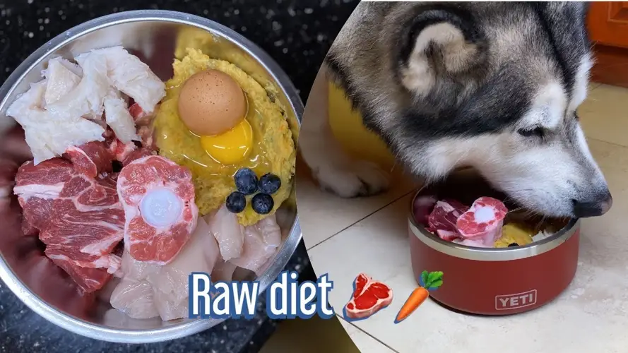 Best Food for Alaskan Malamute