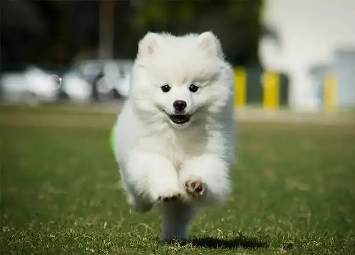American Eskimo Dog History A Tale of Elegance, Intelligence, and Enduring Heritage