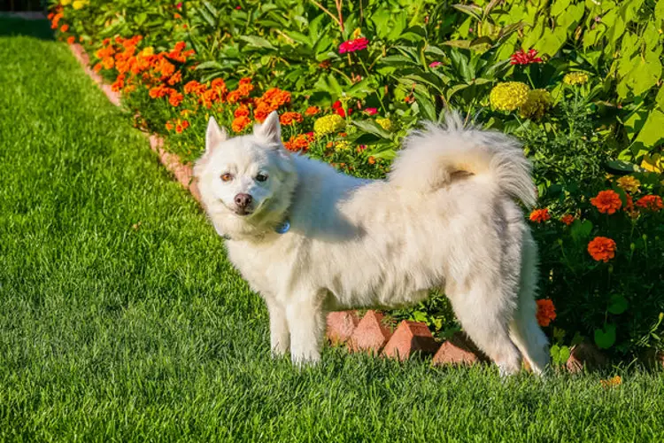 American Eskimo Dog History A Tale of Elegance, Intelligence, and Enduring Heritage