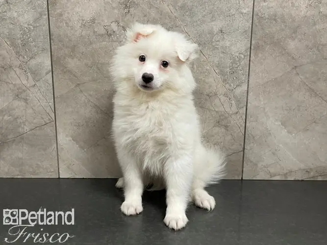American Eskimo Dog History A Tale of Elegance, Intelligence, and Enduring Heritage