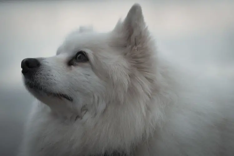 American Eskimo Dog Temperament A Guide to Understanding Their Personality Traits