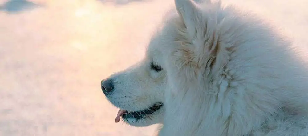 American Eskimo Dog Temperament A Guide to Understanding Their Personality Traits
