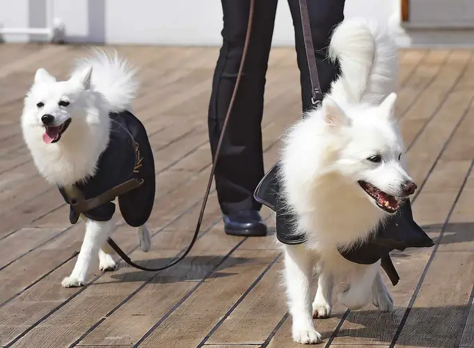American Eskimo Dog Temperament A Guide to Understanding Their Personality Traits
