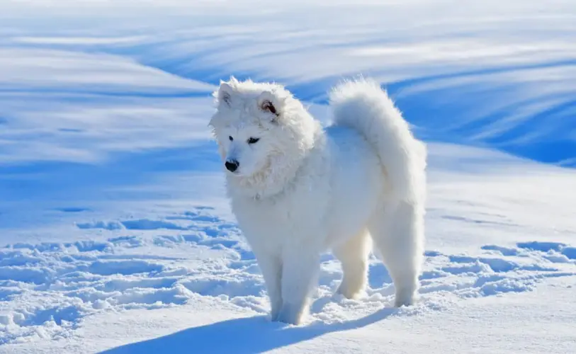 American Eskimo Dog Temperament A Guide to Understanding Their Personality Traits
