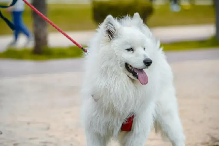 American Eskimo Dog Lifespan Understanding the Longevity of this Charming Breed