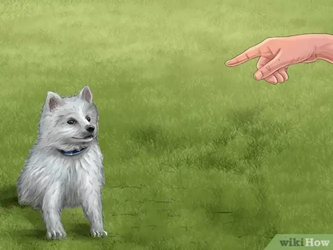 American Eskimo Dog Lifespan Understanding the Longevity of this Charming Breed