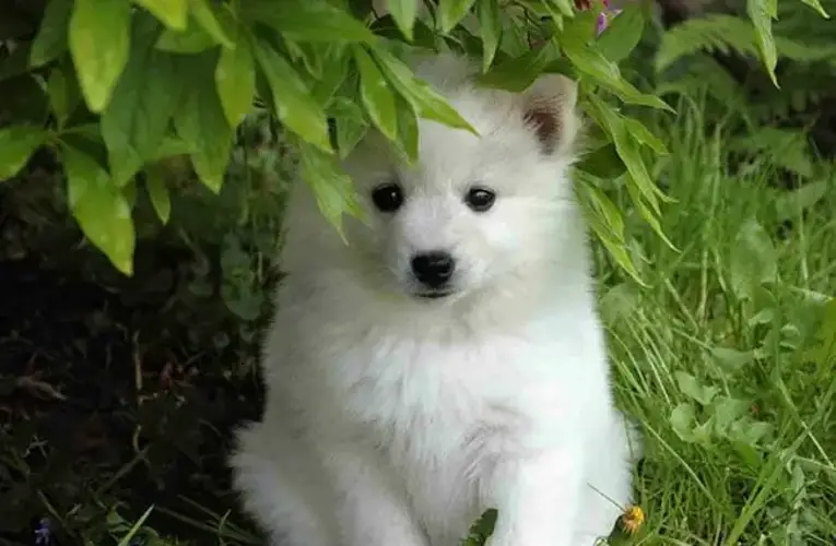 American Eskimo Dog Lifespan Understanding the Longevity of this Charming Breed