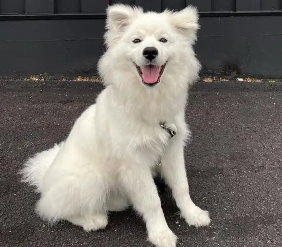 American Eskimo Dog Lifespan Understanding the Longevity of this Charming Breed