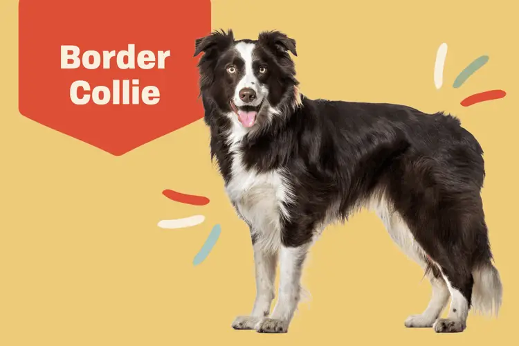 Border Collie Coat Types A Comprehensive Guide