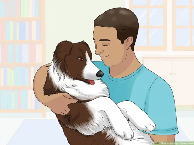 Border Collie Coat Types A Comprehensive Guide