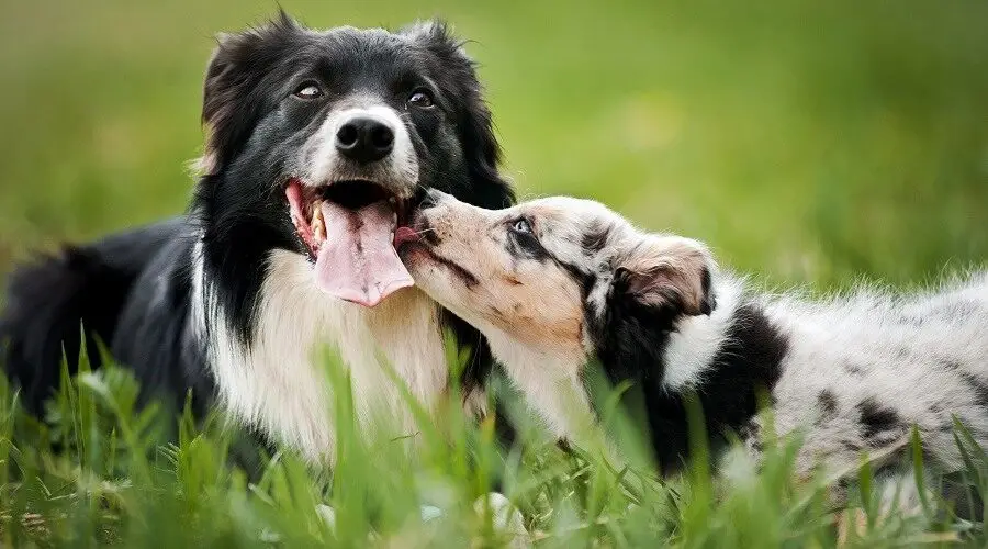 Border Collie Temperament A Comprehensive Guide to Understanding and Nurturing Your Canine Companion