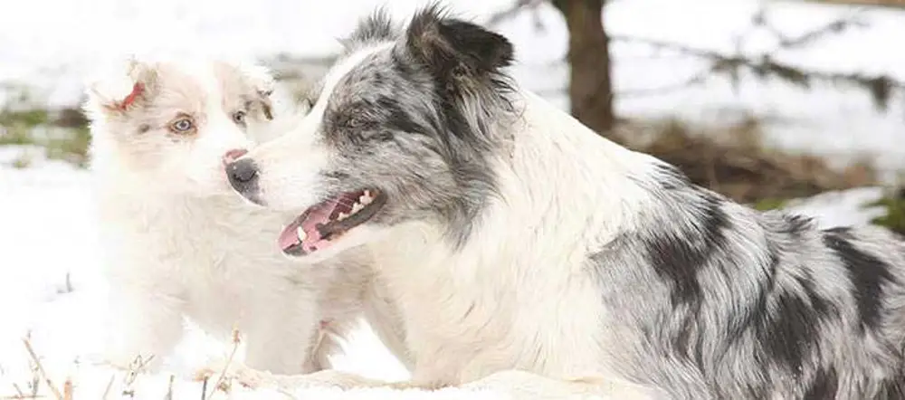 Border Collie Temperament A Comprehensive Guide to Understanding and Nurturing Your Canine Companion