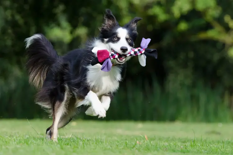 Border Collie Temperament A Comprehensive Guide to Understanding and Nurturing Your Canine Companion