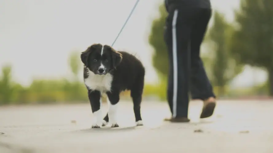 Border Collie Personality Unraveling the Traits and Temperament of this Remarkable Breed