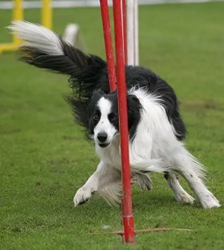Border Collie Personality Unraveling the Traits and Temperament of this Remarkable Breed